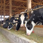 List of Top 10 Cattle Feed Companies in India | Trusted by Farmers