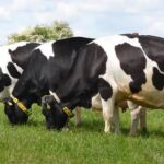 Best Dairy Cattle Feed in India for Higher Milk Production